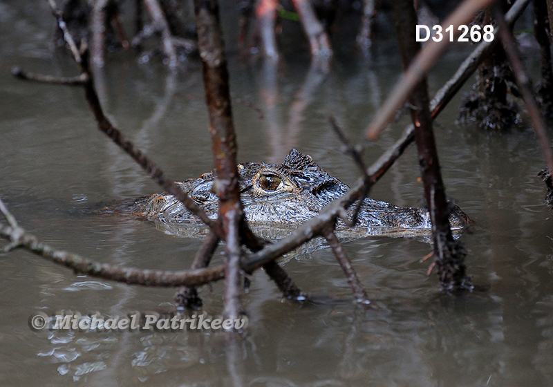 Spectacled Caiman (Caiman crocodilus)